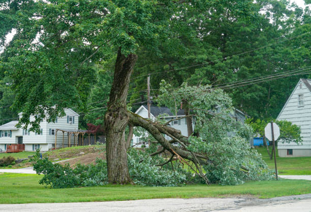 Best Residential Tree Removal  in Nome, AK