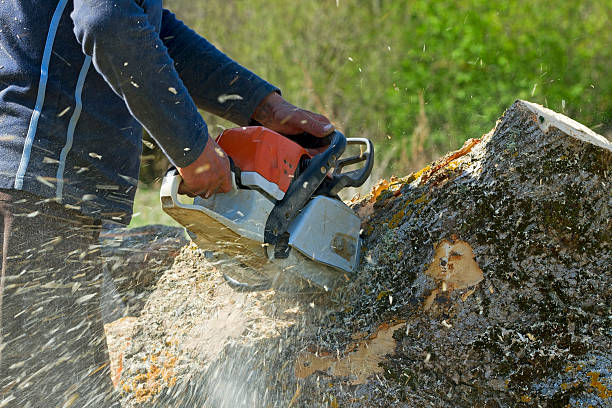 Best Storm Damage Tree Cleanup  in Nome, AK